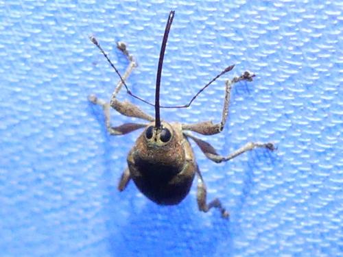 Curculio glandium
